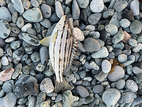 シマイサキの釣果