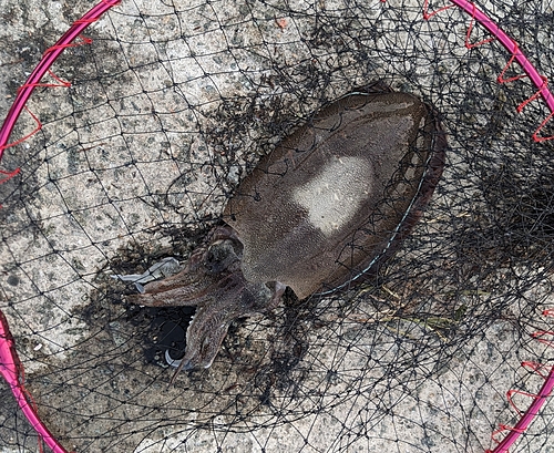 モンゴウイカの釣果