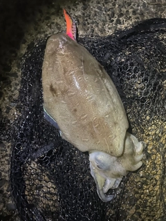 モンゴウイカの釣果