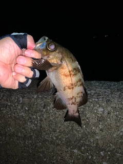 メバルの釣果