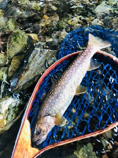 イワナの釣果