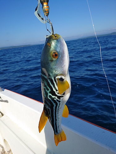 シマフグの釣果