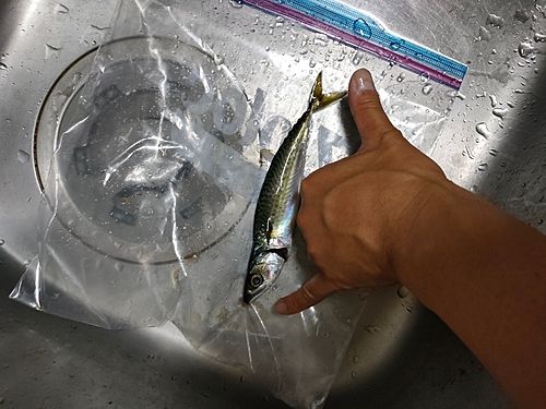サバの釣果
