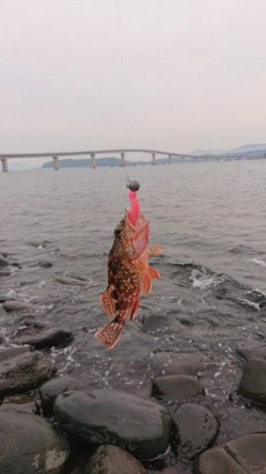 アラカブの釣果