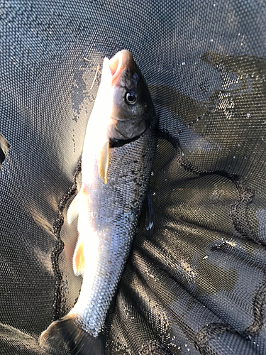 マルタウグイの釣果