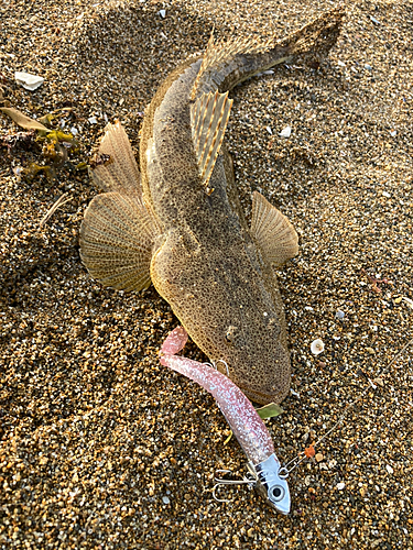 マゴチの釣果