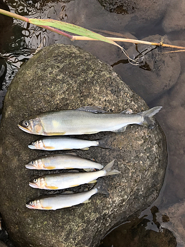 アユの釣果