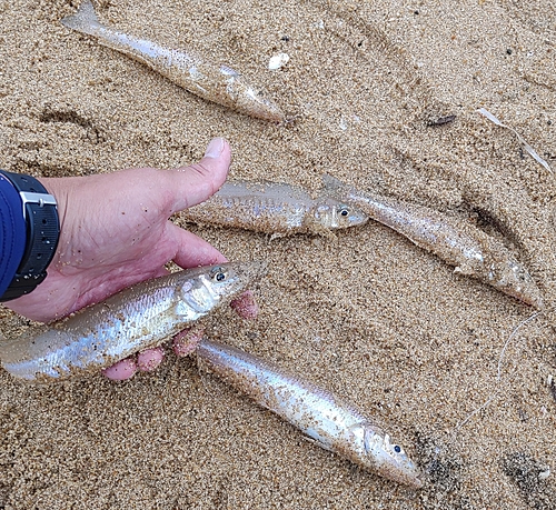 キスの釣果