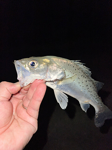 スズキの釣果