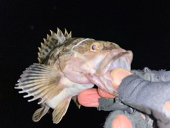 タケノコメバルの釣果