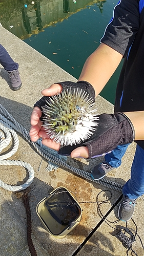 ハリセンボンの釣果