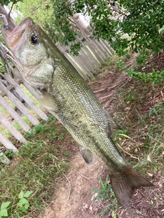 ブラックバスの釣果