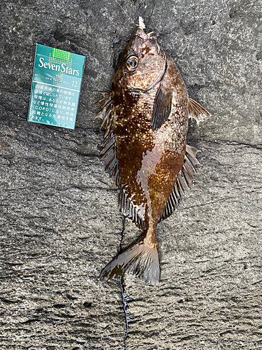 アイゴの釣果