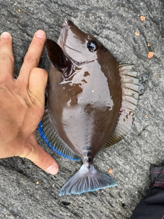 サンノジの釣果