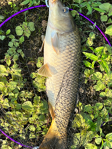 コイの釣果