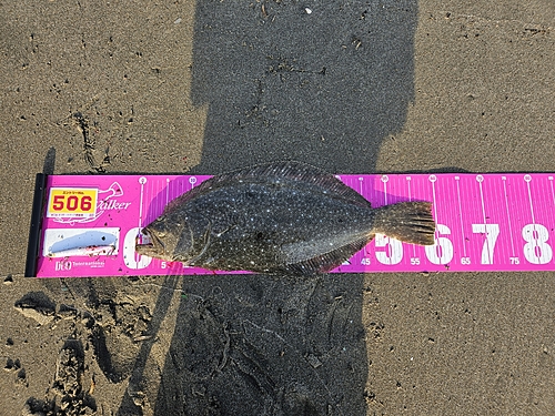 ヒラメの釣果