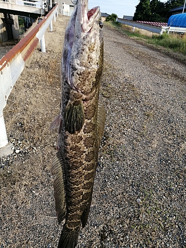 ライギョの釣果