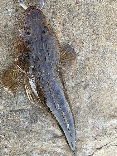 マゴチの釣果