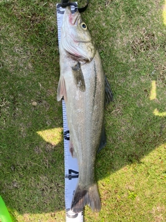 フッコ（マルスズキ）の釣果