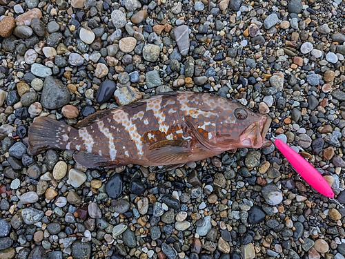 キジハタの釣果