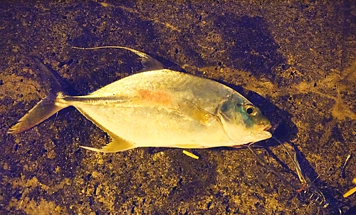 ナンヨウカイワリの釣果