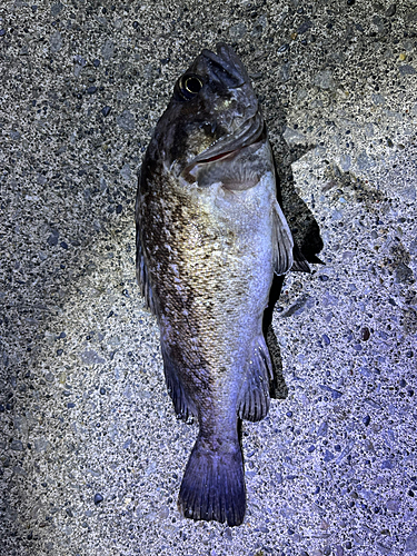 クロソイの釣果