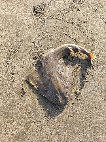 カスザメの釣果