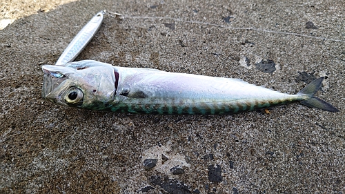 サバの釣果