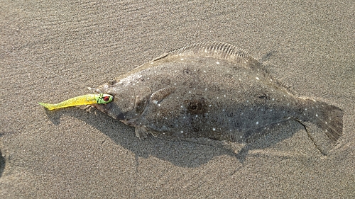 ソゲの釣果