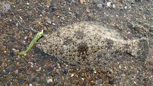 ソゲの釣果