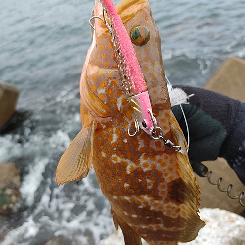 キジハタの釣果