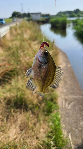 ブルーギルの釣果