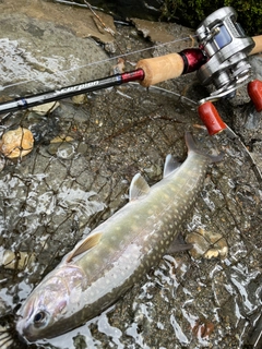 イワナの釣果