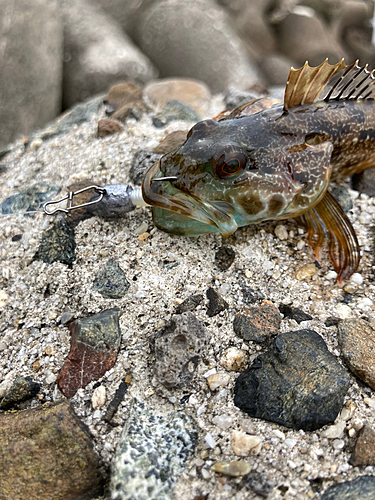 アナハゼの釣果