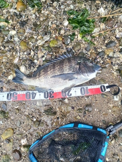 クロダイの釣果