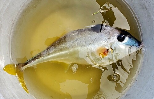 ギマの釣果