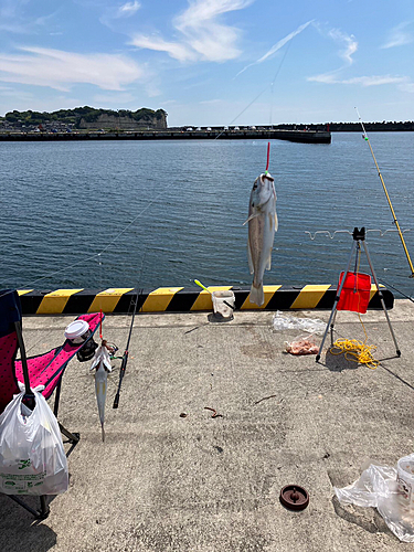 イシモチの釣果