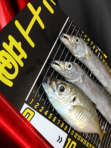 アジの釣果