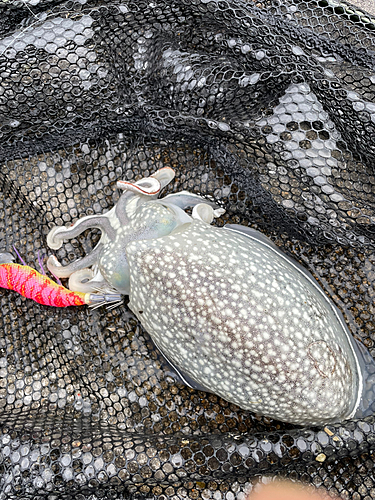 シリヤケイカの釣果