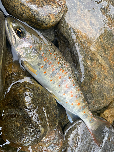 アマゴの釣果