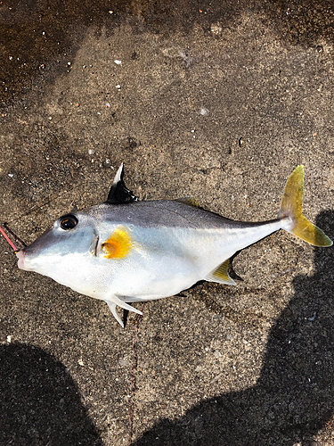 ギマの釣果