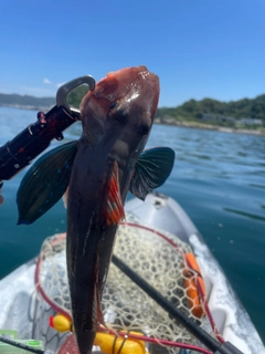 ホウボウの釣果