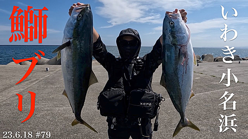 ブリの釣果