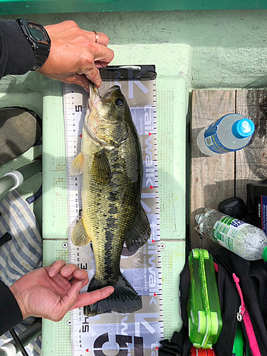 ブラックバスの釣果