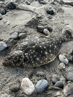 ソゲの釣果