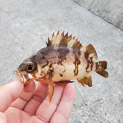 メバルの釣果