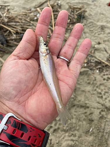 キスの釣果