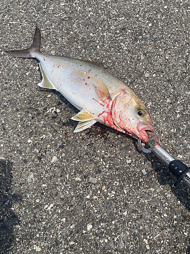 ショゴの釣果