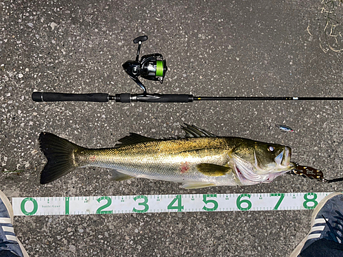 シーバスの釣果