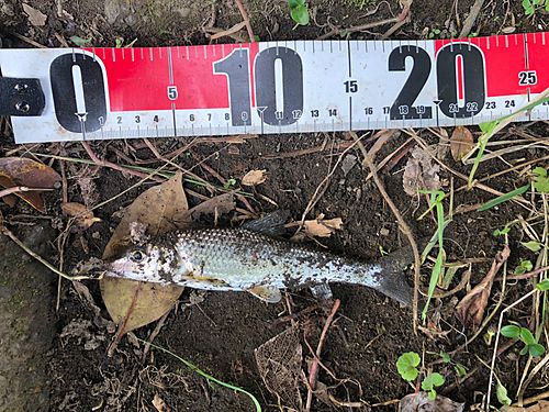 ニゴイの釣果